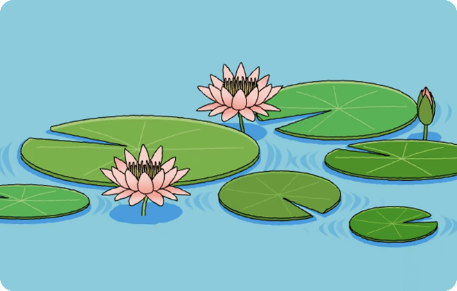 科學動畫_大王蓮與浮葉