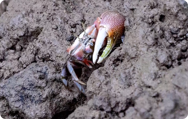 河口溼地生物奇觀