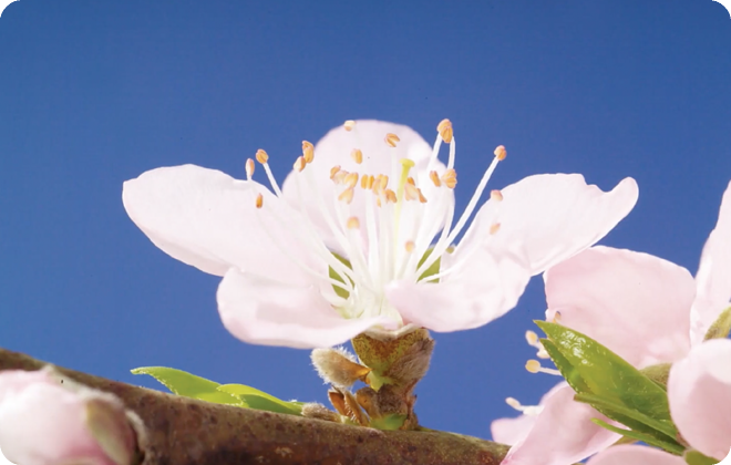 科學動畫_隱花果與愛玉