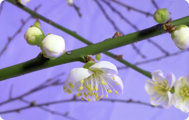花粉傳播與開花結果