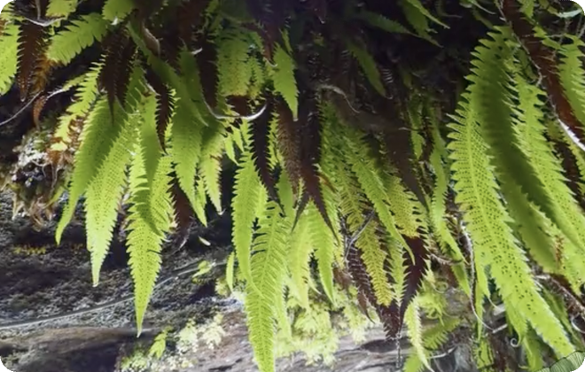 蕨類植物繁殖