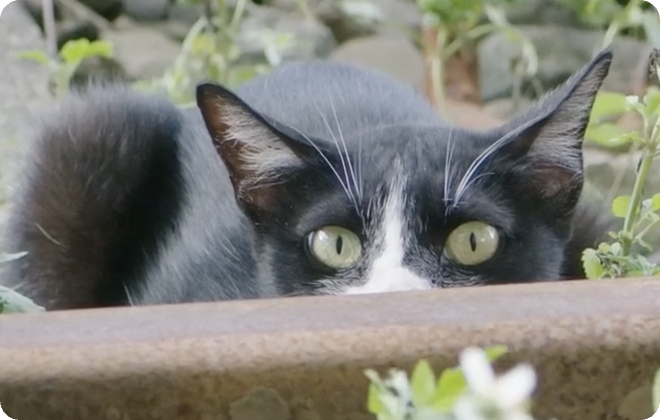 光線和動物瞳孔