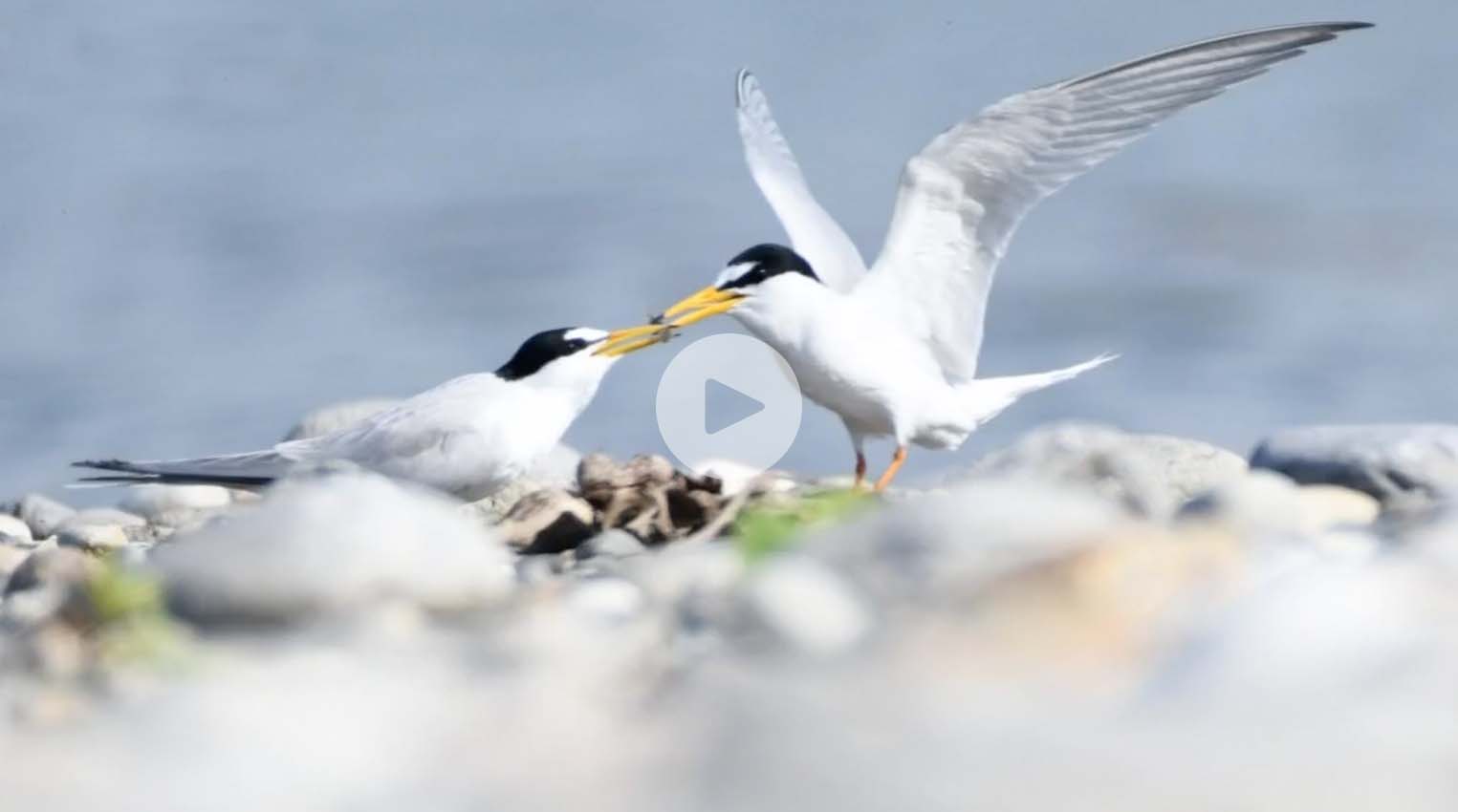 小燕鷗的夏日戀曲