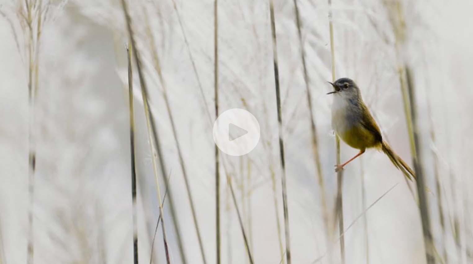 飛羽精靈的山林物語