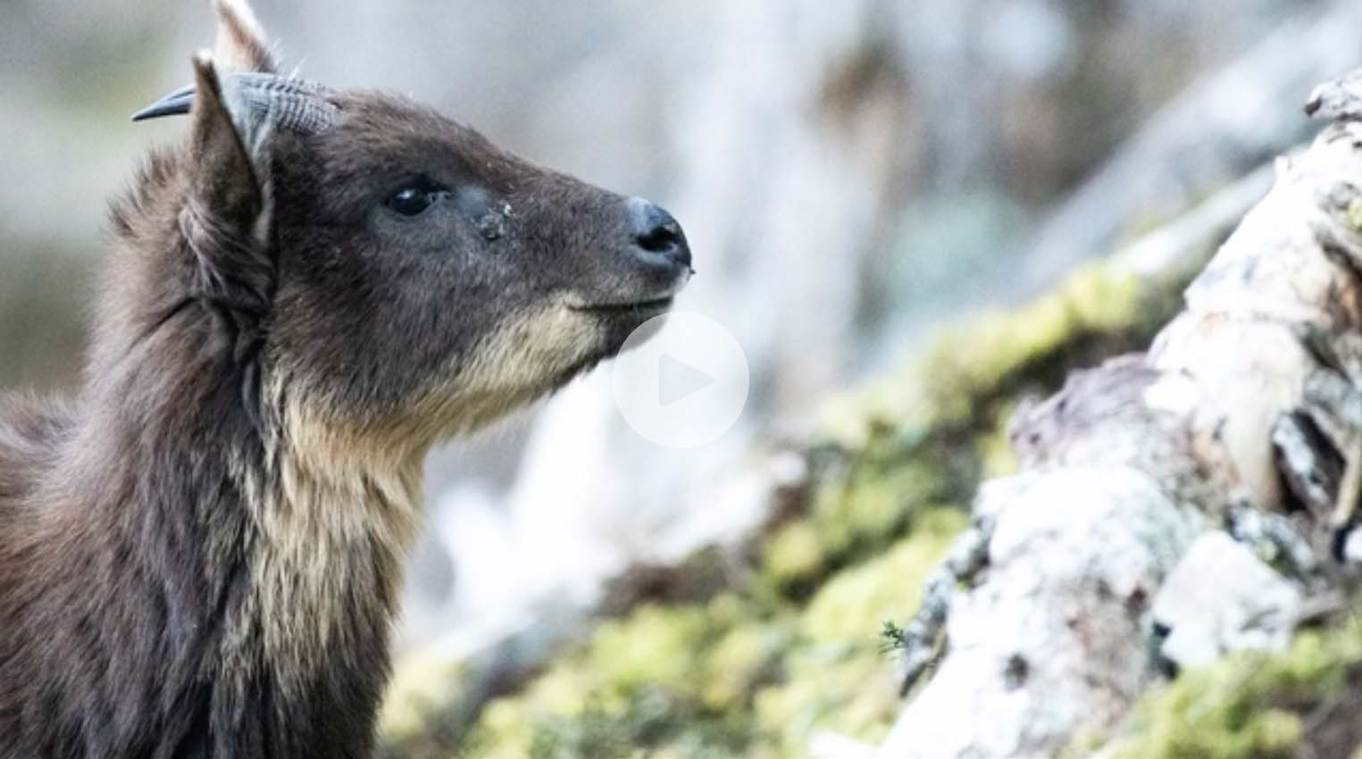 長鬃山羊的雪山奇遇