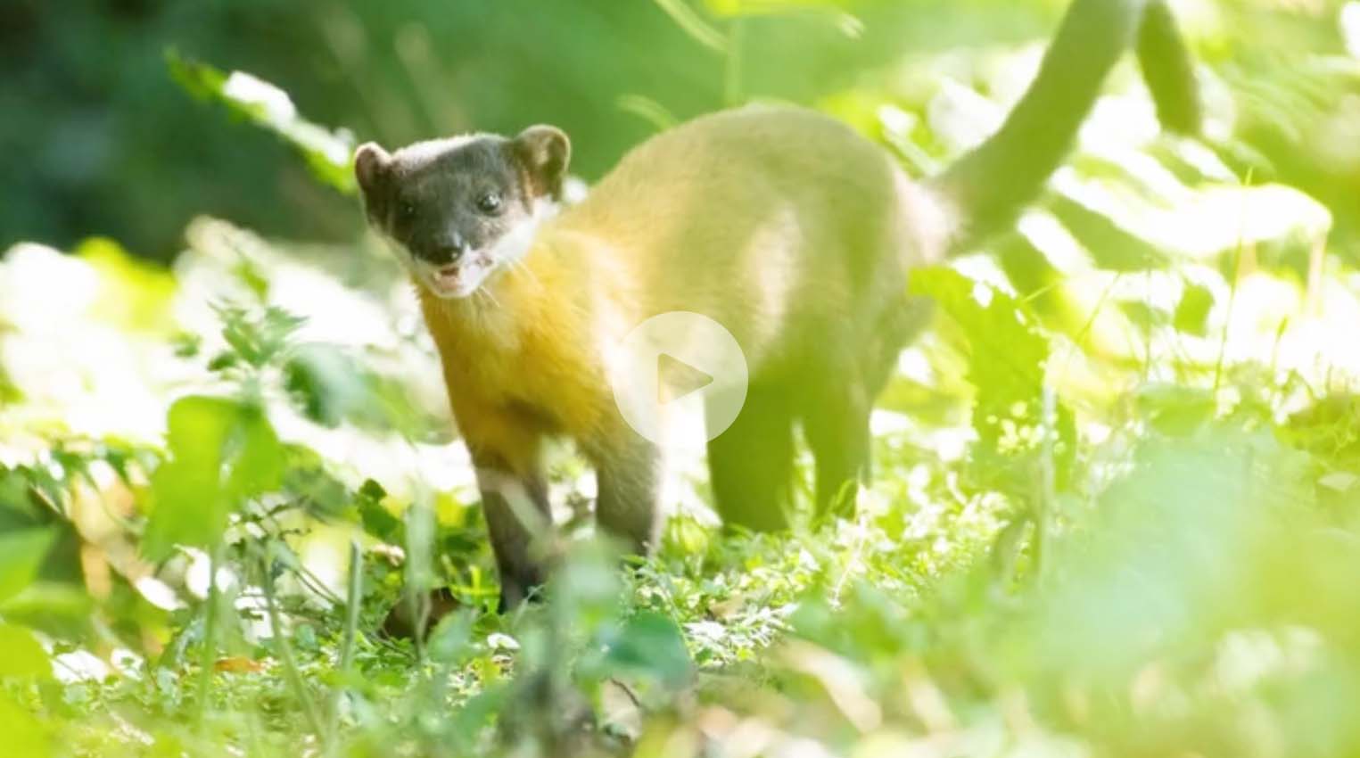 山林萌(猛)獸會所