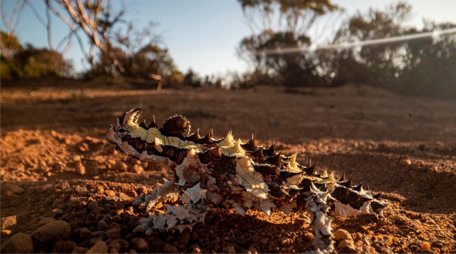奇特造型的蜥蜴