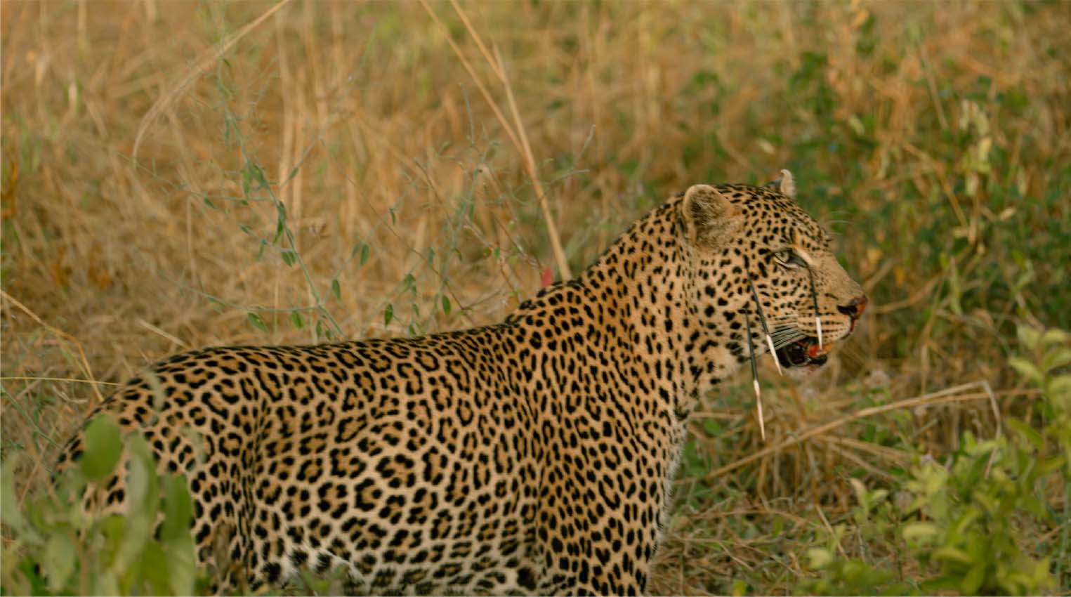 花豹臉上多了幾根豪豬勝利逃走的印記