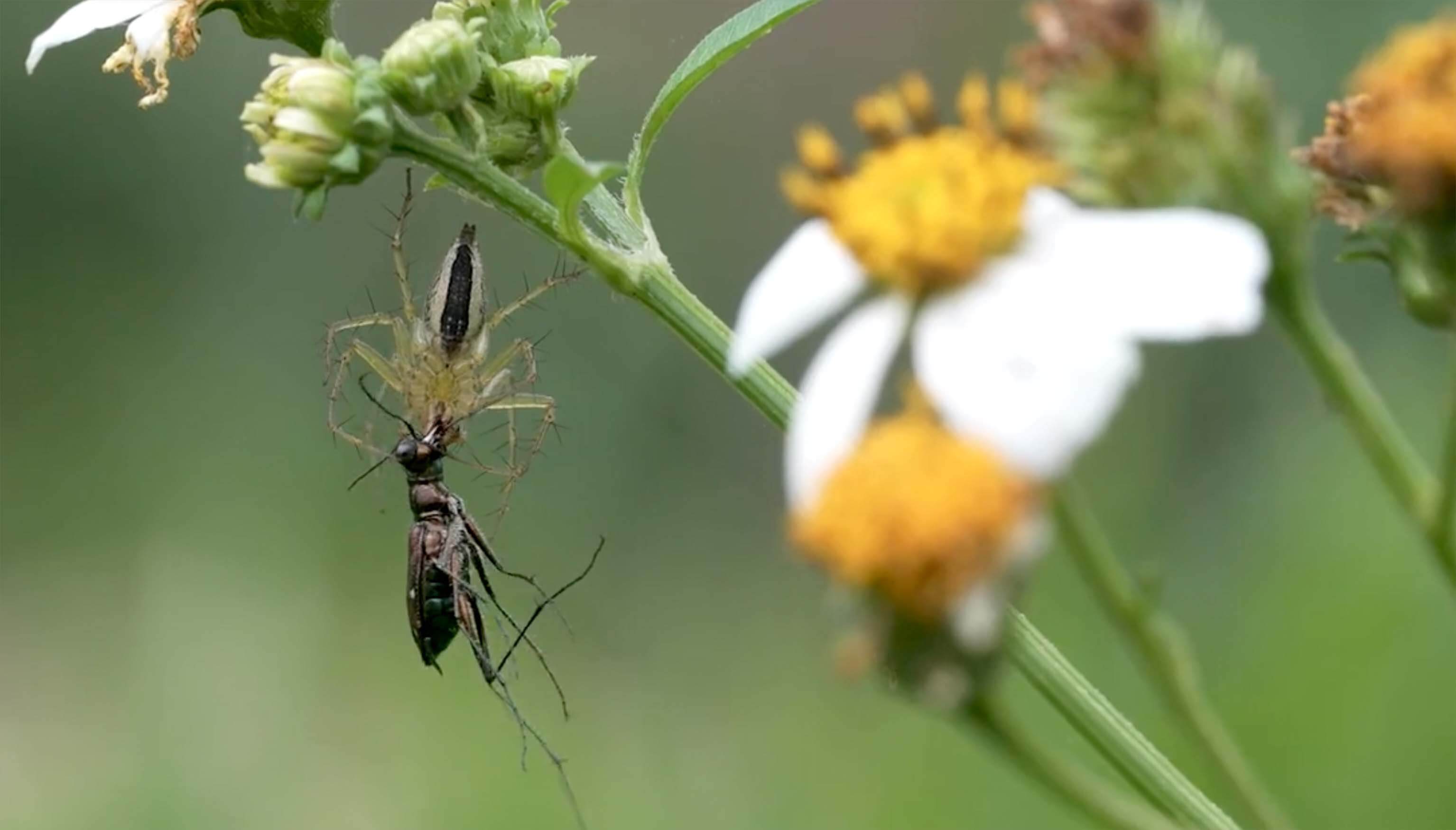 昆蟲的捕食與自我保護