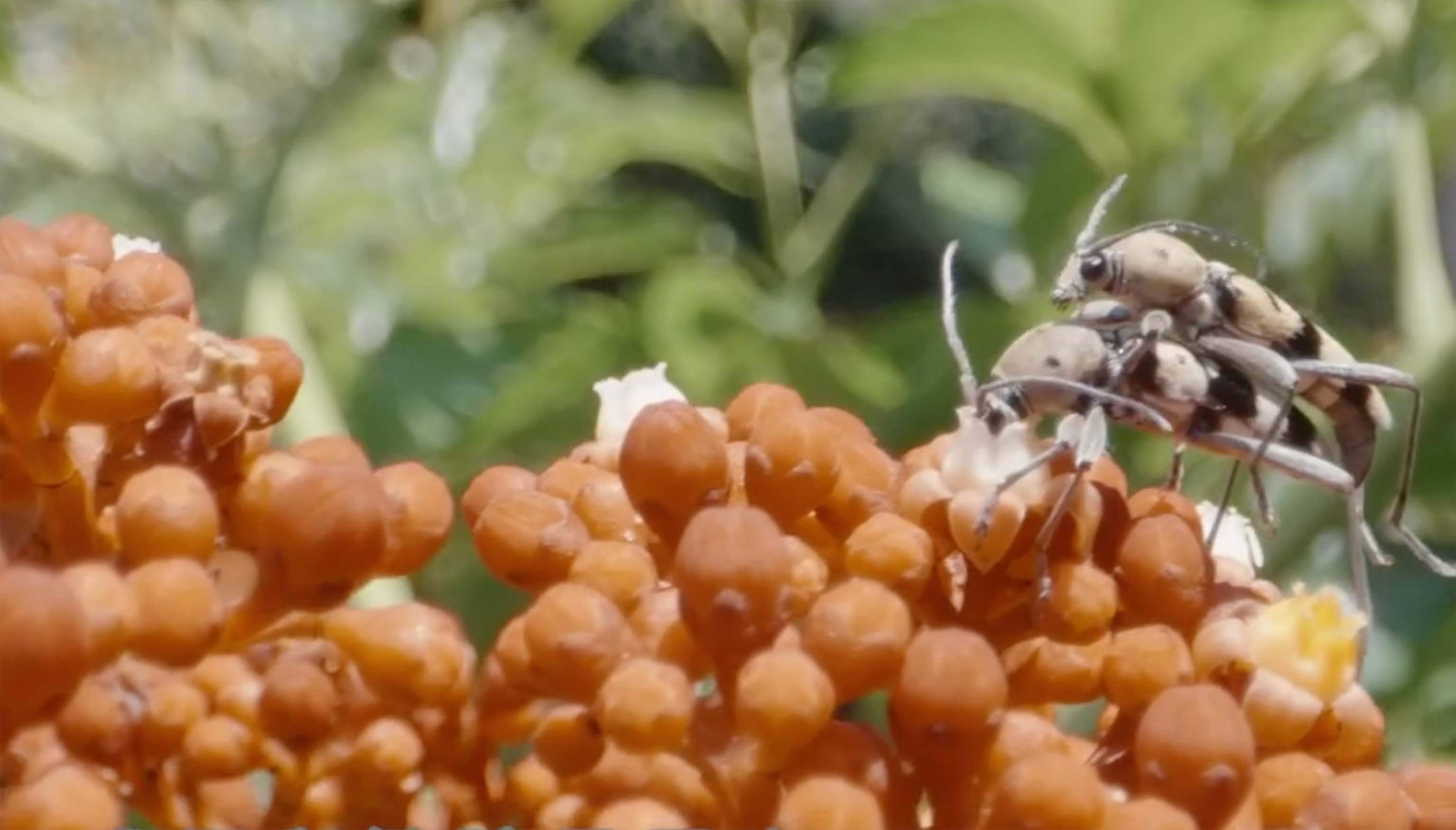 昆蟲的求偶與繁殖