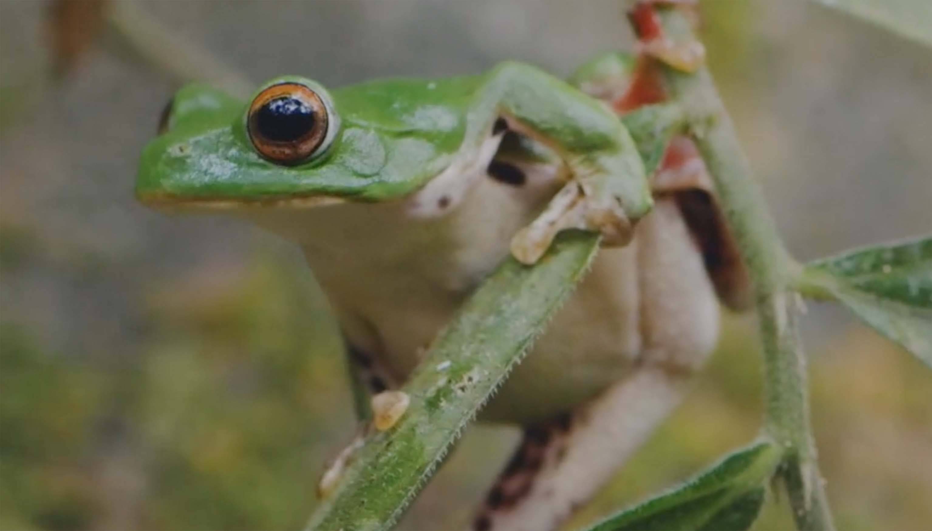 你不知道蛙蛙哇