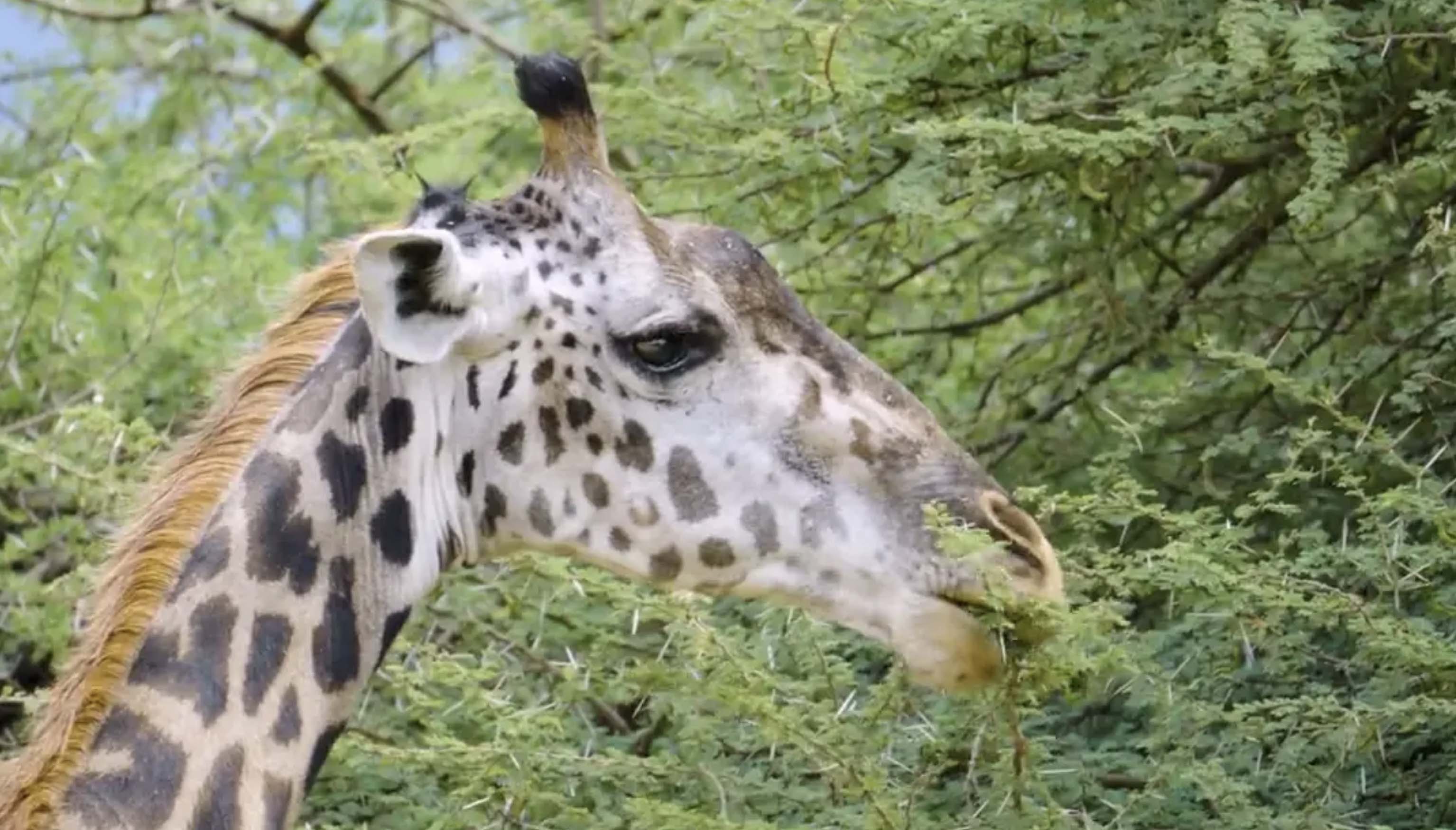 非洲草原生命奇蹟