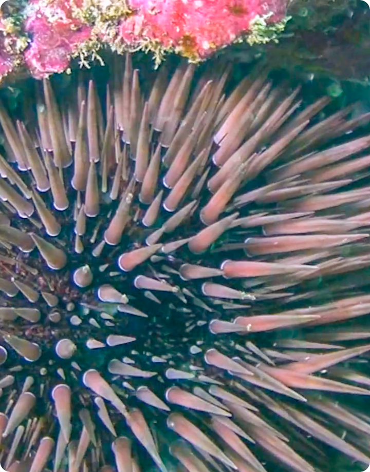 潮間帶生命的傳承