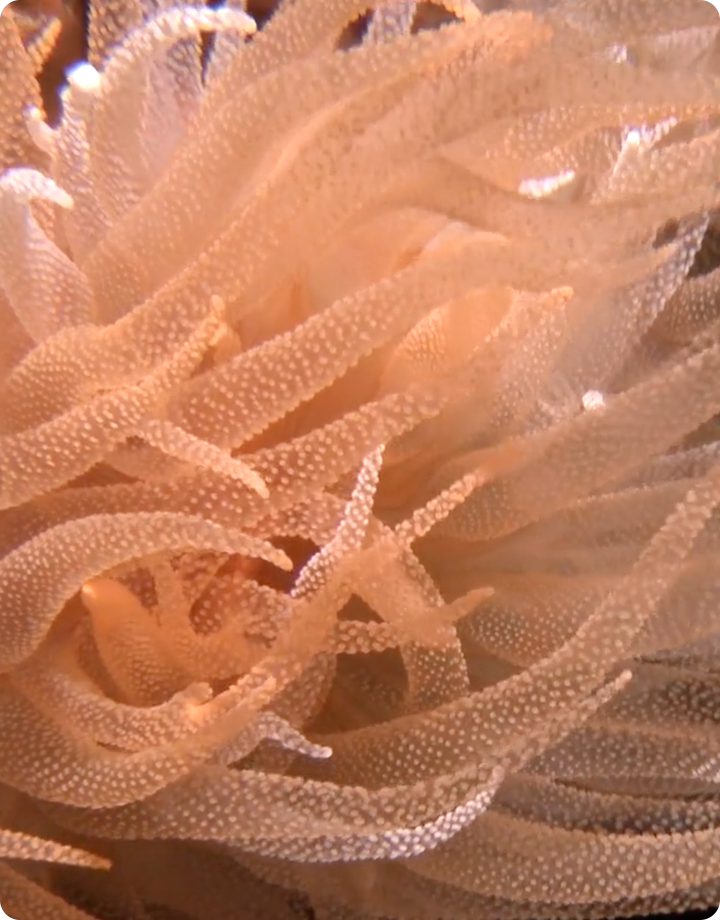 超微距世界_海洋生物