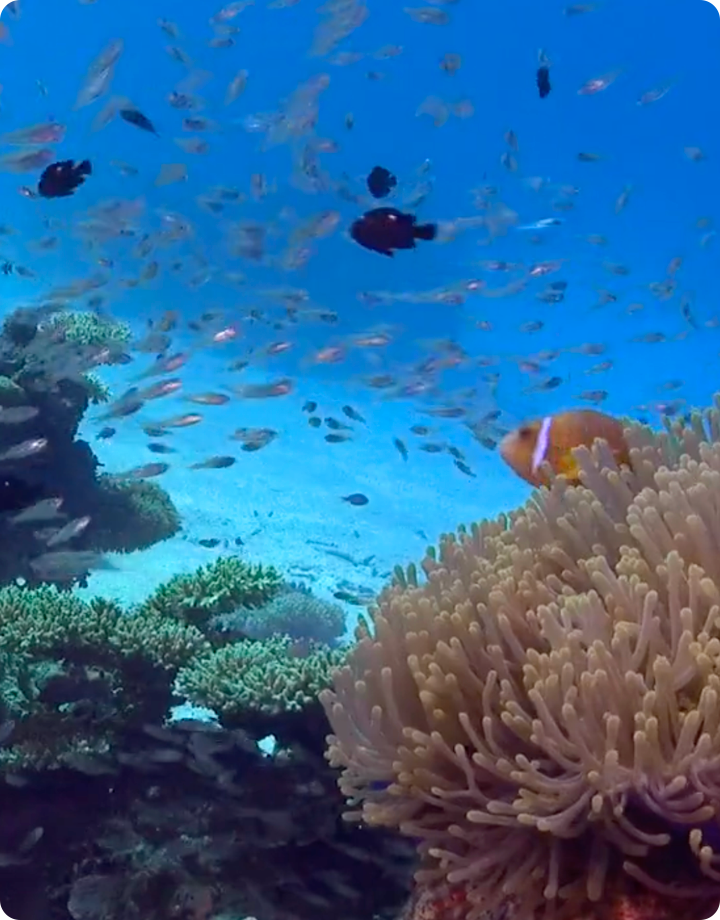 臺灣海洋生態觀察