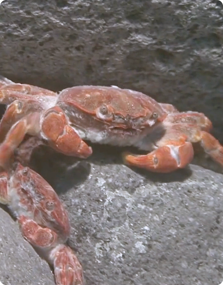 龜山島熱泉怪蟹