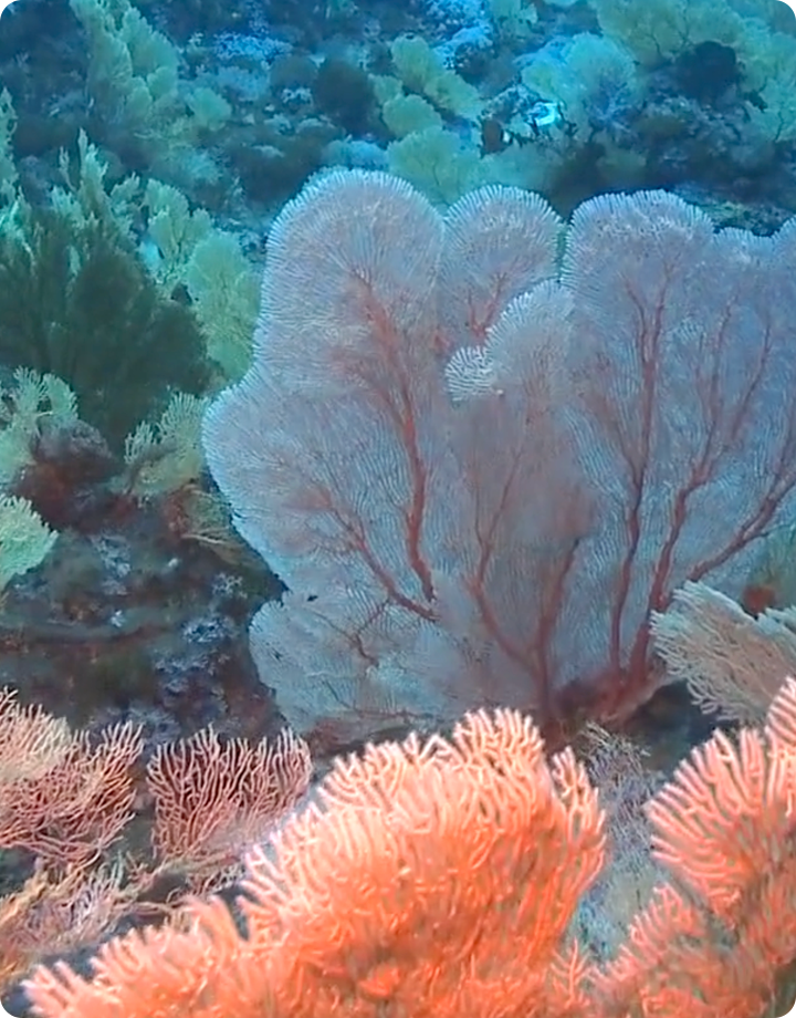 淺海區雨林珊瑚礁