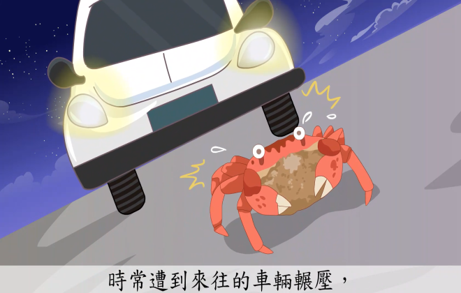 守護陸蟹過馬路