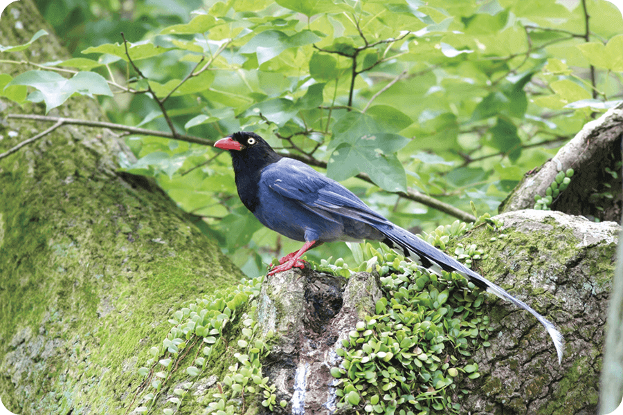 國鳥