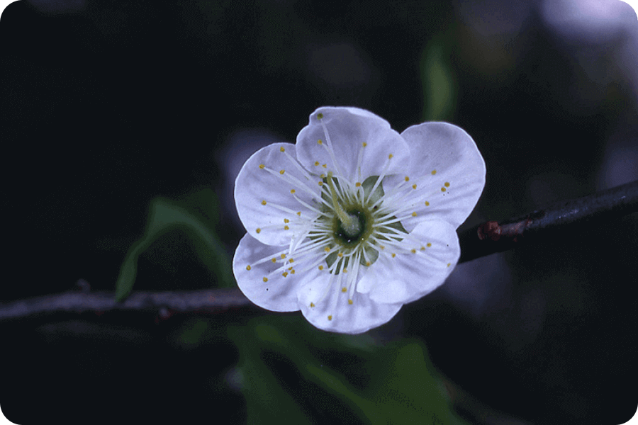 梅花